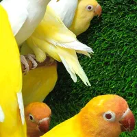 طوطی برزیلی در رنگ های خاص