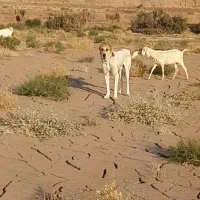 سگ گله