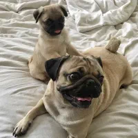 توله سگ پاگ|سگ|تهران, درکه|دیوار