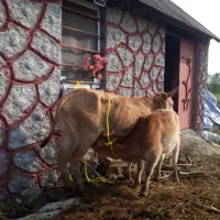 گاو وگوساله ماده چالوسی اصیل     لیشه ورزا|حیوانات مزرعه|رشت, حومه رشت|دیوار