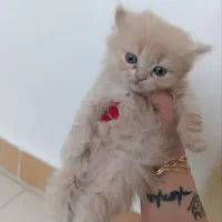 بچه گربه یتیم