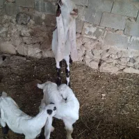 بز پاکستانی گلابی