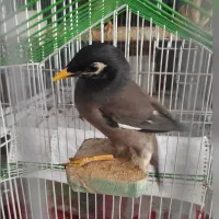 مرغ مینا نر جوان