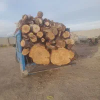 خریدار درختان ترو خشک باغی هرس کاری درختان بلند|خدمات باغبانی و درختکاری|قم, خداکرم|دیوار