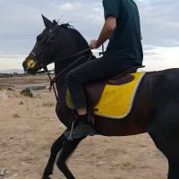 اسب کرد جواب پر خون سواریش کامل نشده