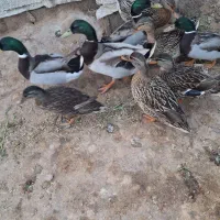 اردک سبز خضیری