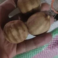 لیمو عمانی، انواع کشمش پلویی