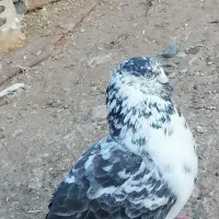 چندتا کفتر بازی کن وپرش بالا|پرنده|فهرج, |دیوار