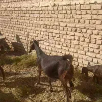 بز با بزغاله