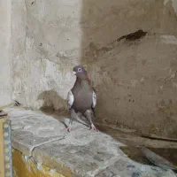 هفت عدد کفتر|پرنده|شیراز, گود عربان|دیوار