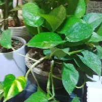 گل گل|گل و گیاه طبیعی|قم, علی آباد سعدگان|دیوار