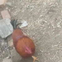 خروس محلی|حیوانات مزرعه|نوشین شهر, |دیوار