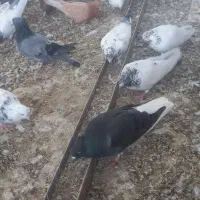 کبوتر|پرنده|خلجستان, |دیوار