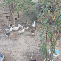 غاز جوان و یک بوقلمون ماده بزرگ|حیوانات مزرعه|انبارآلوم, |دیوار