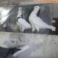 کفتر پرشی خوش خال