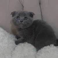 بچه گربه اسکاتیش