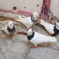 کبوتر طوقی ونامه بر|پرنده|کرمانشاه, |دیوار