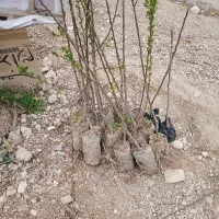 نهال های اصلاح شده