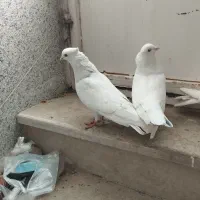 کاشانی یا تهرانی|پرنده|بندر ماهشهر, |دیوار