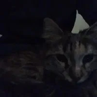 گربه پیدا شده