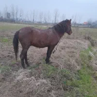 فروش نریان ۳ ساله