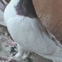 دوتا کفتر خال سرخ و سیاه|پرنده|چهاردانگه (تهران), |دیوار