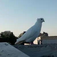 کبوتر