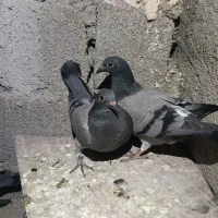 کبوتر پلاکی|پرنده|جیرفت, |دیوار