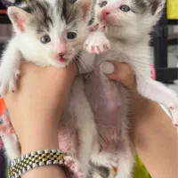 وگذاری رایگان گربه