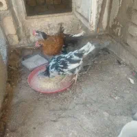 جوجه خروس