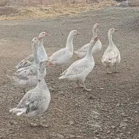 5 عدد غاز نر بالغ