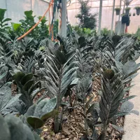 تولید و فروش و ارسال گل وگیاه آپارتمانی|گل و گیاه طبیعی|آمل, |دیوار