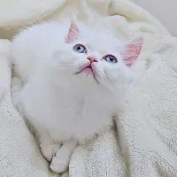 گربه پرشین بریتیش