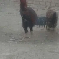 خروس لاری