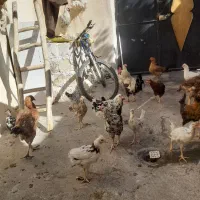 گلین۵۰عدد مرع و جوجه گلین