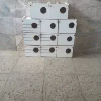 پرنده|پرنده|مشهد, شهید قربانی|دیوار