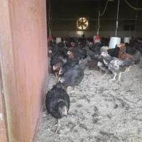 نیمچه سه ماهه