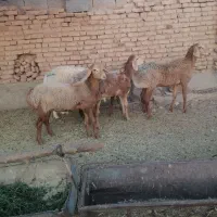 فروش بره نر چینی مناسب پلوار وقوچی