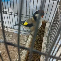 ی سهره نر گل بلند|پرنده|قزوین, |دیوار