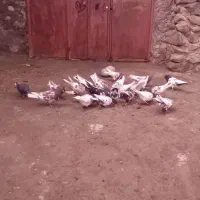 ۱۰۰۰|پرنده|سراب, |دیوار