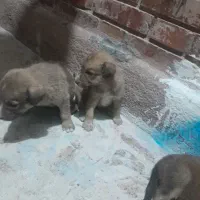 واگذاری تو سگ