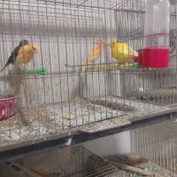 ۴عددقناری ۲۵۰۰مقطوع   آیهان