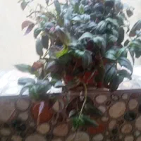 قاشقی برگ بیدی پاپیتال|گل و گیاه طبیعی|تهران, بهداشت|دیوار