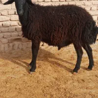 گوسفند|حیوانات مزرعه|کوهدشت, |دیوار