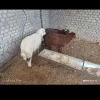 بره ریز ۱۵تا ۲۰کلیو