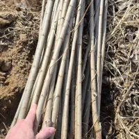 نهال بازار پسند صنوبر|خدمات باغبانی و درختکاری|بندرعباس, |دیوار