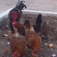 حیوانات اهلی