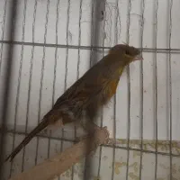 قناری،سقا،عروس هلندی، گرینچیک|پرنده|کرمان, |دیوار