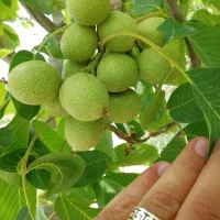 تولید نهال گردو|گل و گیاه طبیعی|شیراز, رکن‌آباد|دیوار