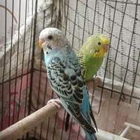 تعدادی پرنده...|پرنده|شیراز, وصال|دیوار